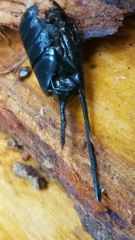 Urocerus californicus