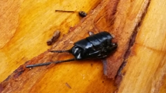 Urocerus californicus