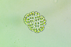 Coelosphaerium
