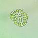 Coelosphaerium - Photo (c) sharpthorn,  זכויות יוצרים חלקיות (CC BY-NC)