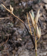 Dianthus marschallii