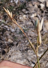 Dianthus marschallii