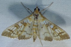 Epipagis fenestralis