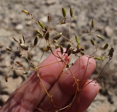 Palimbia rediviva