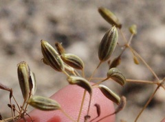 Palimbia rediviva