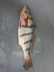 Paralonchurus dumerilii
