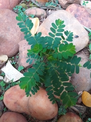 Phyllanthus