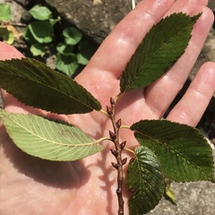 Ulmus serotina