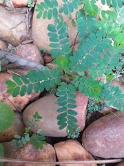 Phyllanthus