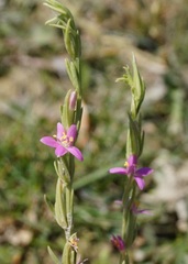 Schenkia spicata