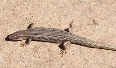 Plestiodon obsoletus