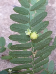 Phyllanthus