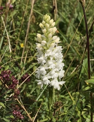 Gymnadenia densiflora