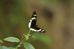Heliconius eleuchia