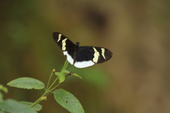 Heliconius eleuchia