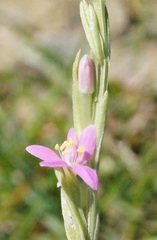 Schenkia spicata