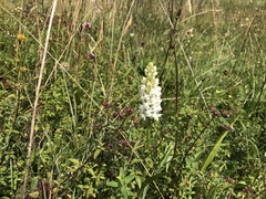 Gymnadenia densiflora