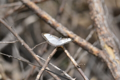 Mestra hersilia