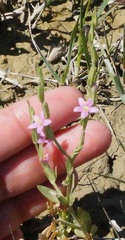 Schenkia spicata