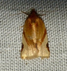 Paramesia gnomana