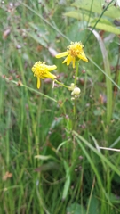 Packera schweinitziana