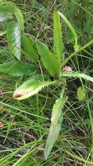 Packera schweinitziana