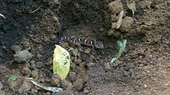 Coleonyx mitratus