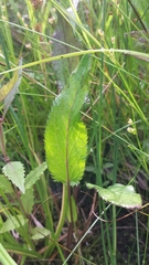 Packera schweinitziana