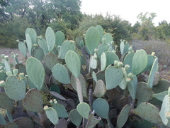 Opuntia cacanapa