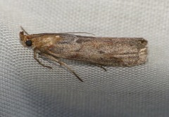 Ancylosis cinnamomella