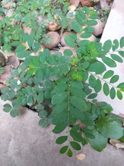 Phyllanthus tenellus