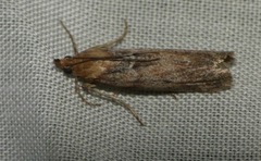 Ancylosis cinnamomella