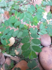 Phyllanthus tenellus