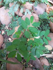 Phyllanthus tenellus