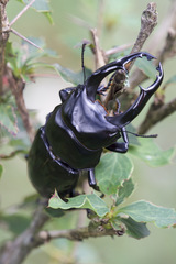 Dorcus nepalensis