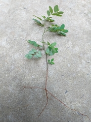 Phyllanthus tenellus