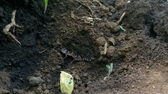 Coleonyx mitratus