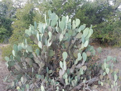Opuntia cacanapa