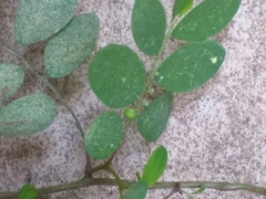 Phyllanthus tenellus