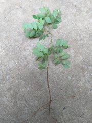 Phyllanthus tenellus