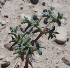 Petrosimonia brachiata