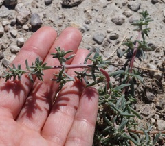 Petrosimonia brachiata