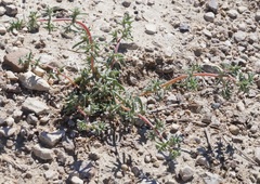 Petrosimonia brachiata
