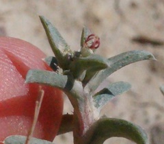 Petrosimonia brachiata