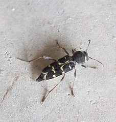 Xylotrechus