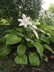 Hosta plantaginea