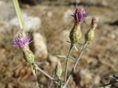 Centaurea paniculata