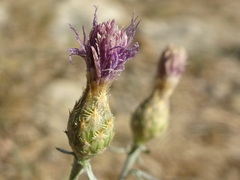 Centaurea paniculata