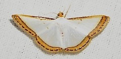 Leuciris institata