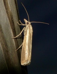 Catoptria bolivari